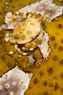 Indonesia, Sulawesi Island, Lembeh Strait Indonesia, Sulawesi Island, Lembeh Strait