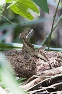 A large adult male Brown Basilisk (Basiliscus vittatus) blends into the thick rainforest A large adult male Brown Basilisk (Basiliscus vittatus) blends into the thick rainforest
