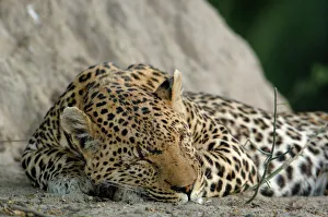 Leopard male Leopard male
