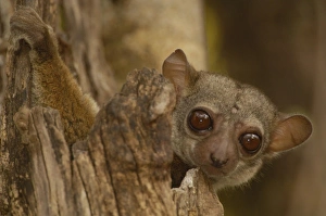 Milne-Edwards sportive lemur (Lepilemur edwardsi) Ankarafantsika Nature Reserve Milne-Edwards sportive lemur (Lepilemur edwardsi) Ankarafantsika Nature Reserve