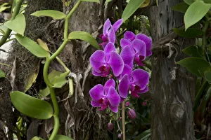 North America, USA, Alabama, Mobile, Bellingrath Gardens and Home Conservatory Flowers North America, USA, Alabama, Mobile, Bellingrath Gardens and Home Conservatory Flowers