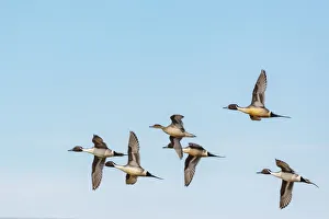 Northern Pintail ducks in courtship flight at Freezeout Lake Wildlife Management Area Northern Pintail ducks in courtship flight at Freezeout Lake Wildlife Management Area