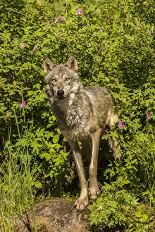 Pine County. Captive gray wolf adult. Credit as: Cathy and Gordon Illg / Jaynes Gallery Pine County. Captive gray wolf adult. Credit as: Cathy and Gordon Illg / Jaynes Gallery