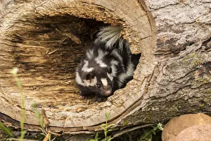 Pine County. Captive spotted skunk. Credit as: Cathy and Gordon Illg / Jaynes Gallery Pine County. Captive spotted skunk. Credit as: Cathy and Gordon Illg / Jaynes Gallery