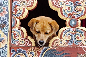 A privileged dog peeks through an elaborately painted window at the Gangteng Monastery A privileged dog peeks through an elaborately painted window at the Gangteng Monastery