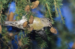 Red Crossbill, Loxia curvirostra, female eating on cones of European Larch (Larix decidua) Red Crossbill, Loxia curvirostra, female eating on cones of European Larch (Larix decidua)