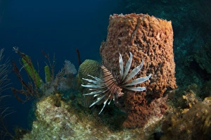 Red Lionfish (Pterois volitans) Coral Reef Island, Belize Barrier Reef. Second largest Red Lionfish (Pterois volitans) Coral Reef Island, Belize Barrier Reef. Second largest