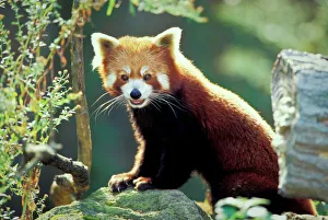 Red Panda (Ailurus Red Panda (Ailurus