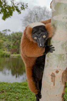 A red ruffed lemur, Varecia variegata rubra, is now only found in the wild in remaining A red ruffed lemur, Varecia variegata rubra, is now only found in the wild in remaining