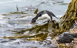 Rockhopper Penguin (Eudyptes chrysocome), subspecies western rockhopper penguin Rockhopper Penguin (Eudyptes chrysocome), subspecies western rockhopper penguin