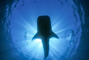 Snorkeler and Whale Shark(Rhincodon typus), world's largest fish, Ningaloo Marine Park Snorkeler and Whale Shark(Rhincodon typus), world's largest fish, Ningaloo Marine Park