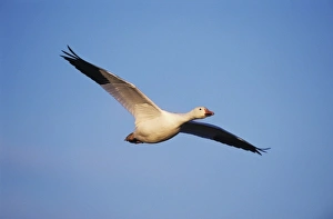 Snow Goose, Chen caerulescens, adult in flight, Bosque del Apache National Wildlife Refuge Snow Goose, Chen caerulescens, adult in flight, Bosque del Apache National Wildlife Refuge