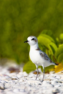 The snowy plover (Charadrius alexandrinus) is a small plover of beaches and barren ground The snowy plover (Charadrius alexandrinus) is a small plover of beaches and barren ground