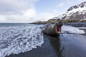 South Georgia Island, Right Whale Bay. Male elephant seal makes dominance call South Georgia Island, Right Whale Bay. Male elephant seal makes dominance call