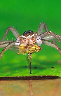 Six Spotted Fishing Spider eating a Dung Fly Dolomedes triton Centra; Pennsylvania Six Spotted Fishing Spider eating a Dung Fly Dolomedes triton Centra; Pennsylvania