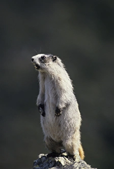 Alaska Marmot Alaska Marmot