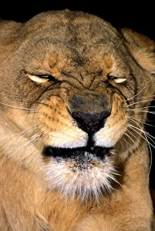 USA, California, Los Angeles County. African lioness adult grimacing at Wildlife Waystation USA, California, Los Angeles County. African lioness adult grimacing at Wildlife Waystation