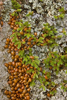 USA, Colorado, Pike National Forest. Detail of a swarm of ladybugs gathered on rocks and vegetation USA, Colorado, Pike National Forest. Detail of a swarm of ladybugs gathered on rocks and vegetation