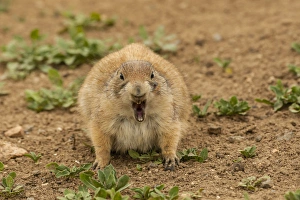 USA, Oklahoma, Wichita Mountains National Wildlife Refuge. Aggressive black-tailed prairie dog USA, Oklahoma, Wichita Mountains National Wildlife Refuge. Aggressive black-tailed prairie dog
