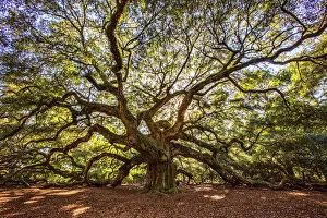 USA, South Carolina, Charleston, Angel Oak USA, South Carolina, Charleston, Angel Oak