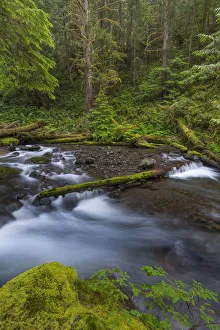 USA, Washington State, Olympic National Forest. Big Quilcene River rapids. Credit as USA, Washington State, Olympic National Forest. Big Quilcene River rapids. Credit as