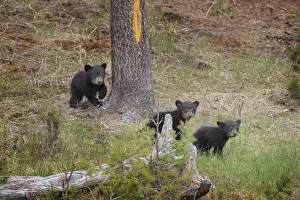 USA, Wyoming, Yellowstone National Park. Three black bear cubs and pine tree. Credit as USA, Wyoming, Yellowstone National Park. Three black bear cubs and pine tree. Credit as