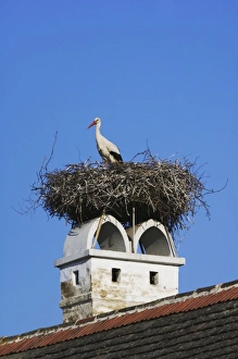 White Stork, Ciconia ciconia, adult on nest on chimney, Rust, National Park Lake Neusiedl White Stork, Ciconia ciconia, adult on nest on chimney, Rust, National Park Lake Neusiedl