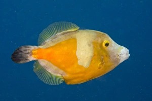 Whitespotted Filefish Orange Phase Whitespotted Filefish Orange Phase