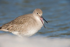 Willets, Catoptrophorus semipalmatus, at Fort De Soto Park in Pinellas County, Florida Willets, Catoptrophorus semipalmatus, at Fort De Soto Park in Pinellas County, Florida
