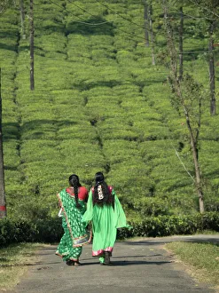 Women walking on path amid tea estate in the Anaimalai Hills near Valparai, Tamil Nadu Women walking on path amid tea estate in the Anaimalai Hills near Valparai, Tamil Nadu