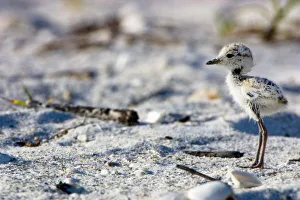 Young Snowy Plovers (Charadrius alexandrinus) leave their nest within three hours of hatching Young Snowy Plovers (Charadrius alexandrinus) leave their nest within three hours of hatching