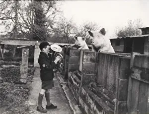 Pigs at Mare Hill Farm, December 1953 Pigs at Mare Hill Farm, December 1953