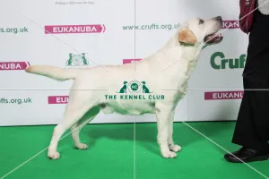 2018 Best of Breed RETRIEVER (LABRADOR) 2018 Best of Breed RETRIEVER (LABRADOR)