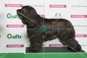 Best of Breed Winner BRIARD Best of Breed Winner BRIARD