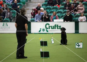 Crufts 2019 - Day One, NEC, UK - 7 Mar 2019 Crufts 2019 - Day One, NEC, UK - 7 Mar 2019