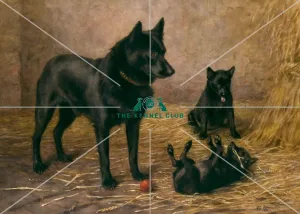 Mrs Skewes Cox's Schipperkes Mrs Skewes Cox's Schipperkes