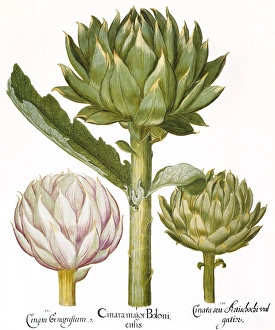 Artichoke heads (Cynara scolymus): engraving from Basilius Besler's 'Florilegium Artichoke heads (Cynara scolymus): engraving from Basilius Besler's 'Florilegium