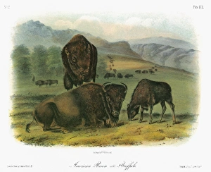 AUDUBON: BUFFALO. American bison, or buffalo (Bison bison, or Bison americanus) AUDUBON: BUFFALO. American bison, or buffalo (Bison bison, or Bison americanus)