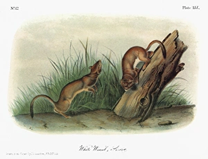 AUDUBON: ERMINE. Short-tailed weasel, also known as an ermine or stoat (Mustela erminea) AUDUBON: ERMINE. Short-tailed weasel, also known as an ermine or stoat (Mustela erminea)