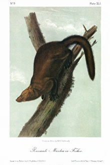AUDUBON: FISHER. Pennant's marten, or fisher (Martes pennanti). Lithograph, c1849 AUDUBON: FISHER. Pennant's marten, or fisher (Martes pennanti). Lithograph, c1849