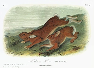 AUDUBON: HARE. Northern, or snowshoe, hare (Lepus americanus), old and young, in summer fur AUDUBON: HARE. Northern, or snowshoe, hare (Lepus americanus), old and young, in summer fur