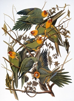 AUDUBON: PARAKEET. Carolina Parakeet, or Carolina Parrot (Conuropsis carolinensis) AUDUBON: PARAKEET. Carolina Parakeet, or Carolina Parrot (Conuropsis carolinensis)