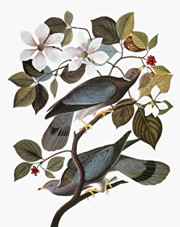 AUDUBON: PIGEON. Band-tailed pigeon (Columba fasciata), from John James Audubon' AUDUBON: PIGEON. Band-tailed pigeon (Columba fasciata), from John James Audubon'