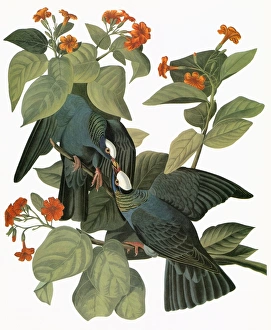 AUDUBON: PIGEON. White-crowned Pigeon (Patagioenas leucocephala) AUDUBON: PIGEON. White-crowned Pigeon (Patagioenas leucocephala)