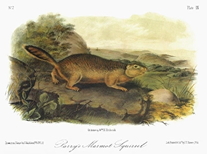 AUDUBON: SQUIRREL. Arctic ground squirrel, or Parry's marmot squirrel (Spermophilus parryii AUDUBON: SQUIRREL. Arctic ground squirrel, or Parry's marmot squirrel (Spermophilus parryii