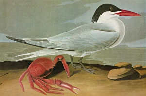 AUDUBON: TERN. Royal Tern (Thalasseus maximus) AUDUBON: TERN. Royal Tern (Thalasseus maximus)