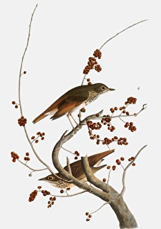 AUDUBON: THRUSH. Hermit Thrush (Catharus guttatus), from John James Audubon's ' AUDUBON: THRUSH. Hermit Thrush (Catharus guttatus), from John James Audubon's '