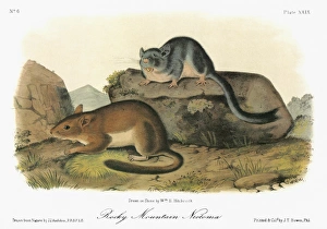 AUDUBON: WOODRAT. Bushy-tailed woodrat, or Rocky Mountain pack rat (Neotoma cinerea) AUDUBON: WOODRAT. Bushy-tailed woodrat, or Rocky Mountain pack rat (Neotoma cinerea)