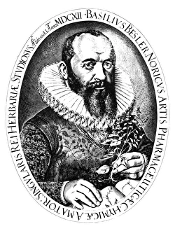 BASILIUS BESLER (1561-1629). German botanist. Engraving from 'Hortus Eystettensis BASILIUS BESLER (1561-1629). German botanist. Engraving from 'Hortus Eystettensis