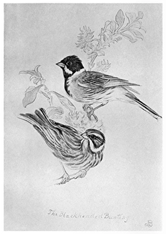BLACKBURN: BIRDS, 1895. 'Black-Headed Bunting.' Illustration by Jemima Blackburn BLACKBURN: BIRDS, 1895. 'Black-Headed Bunting.' Illustration by Jemima Blackburn